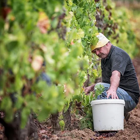 Mandrolisai Doc Daire